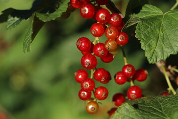 Closeup view of red currant bush with ripening berries outdoors on sunny day. Space for text