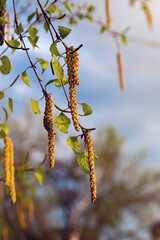 Birch branches, large background and green leaves. Beautiful birch leaves and new birch branches.