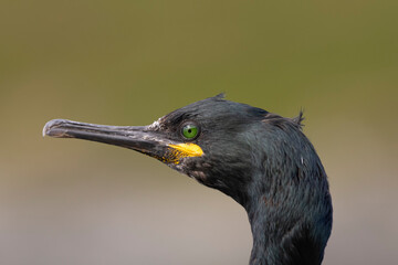 Portrait of european shag - Gulosus aristotelis - with dark green background. Photo from Hornoya Island in Norway.