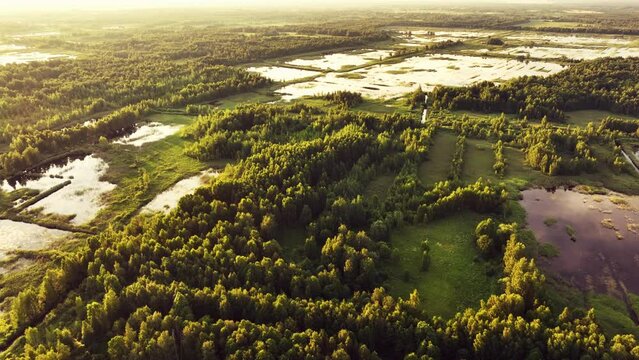 Bog with grass and moss and trees. Swamp landscape. Peatland in wet. Wild mire, wamps and Peat Bogs. Swampy land and wetland, marsh, bog. Marshland after peat extraction. Bog on Flooded field.
