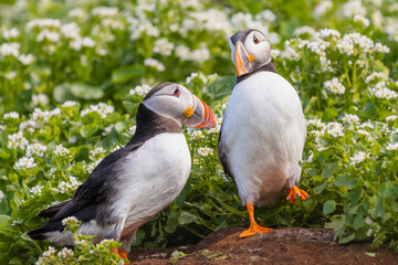 Fototapeta na wymiar Cute pair of atlantic puffins - Fratercula arctica - in green grass with white flowers in background. Photo from Hornoya Island in Norway.