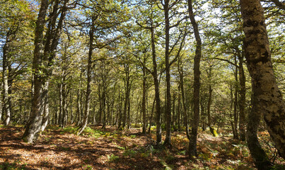 Lush beech forest in autumn 