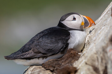 Cute atlantic puffin - Fratercula arctica sitting on rock. Photo from Hornoya Island at Varanger Penisula in Norway.