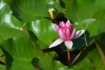 lotus flower floats on water