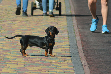 person walking with dackel