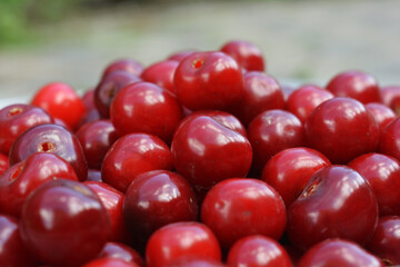 cherry harvest