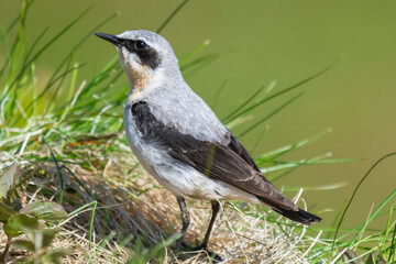 Northern wheatear - Oenanthe oenanthe - on green grass background. Photo from Hornoya Island in Norway.