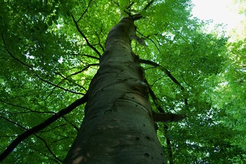 impressive beech tree trunk