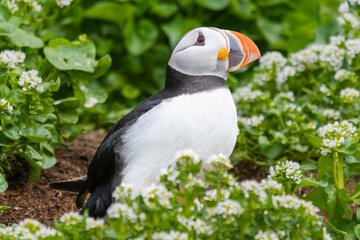 Cute atlantic puffin - Fratercula arctica - standing in green grass. Photo from Hornoya Island in Norway.