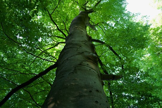 impressive beech tree trunk