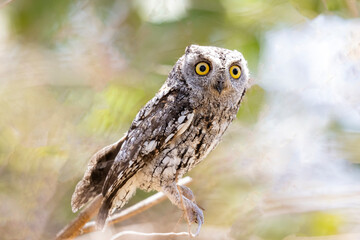 Scops-Owl with large yellow eyes