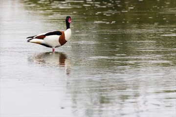 Anatra colorata di nome volpoca, tadorna, uccello acquatico bianco nero e marrone con il becco rosso che vive allo stato brado nella laguna marina.
