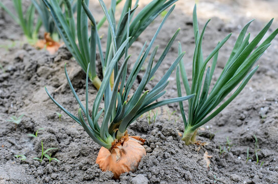 Green leaves and developing bulb of common onion, a number of plants growing in the vegetable garden, loose black soil, blurred background