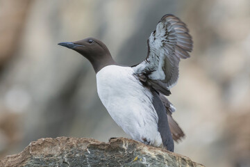 Common murre or common guillemot - Uria aalge - standing on cliff with spread wings with brown rock in background. Photo from Hornoya Island in Norway.