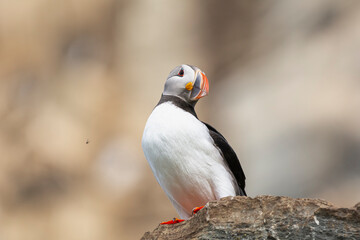 Atlantic puffins - Fratercula arctica - standing on cliff with brown rocks in background. Photo from Hornoya Island in Norway.