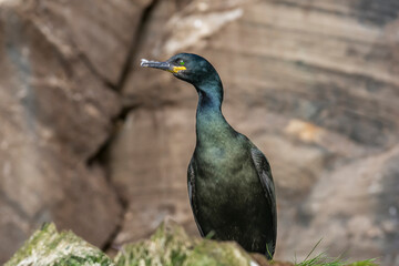 European shag - Gulosus aristotelis - standing on rock with brown cliff in background. Photo from Hornoya Island in Norway.
