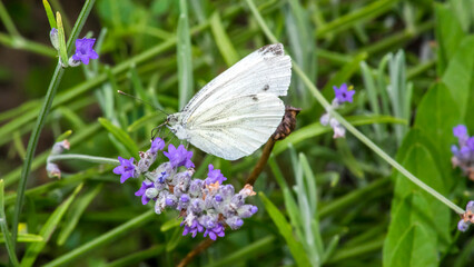 butterfly 199