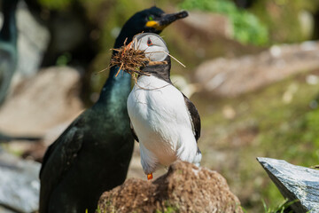 Atlantic puffin - Fratercula arctica - standing with the strow in his beak with european shag - Gulosus aristotelis - in background. Photo from Hornoya Island in Norway.
