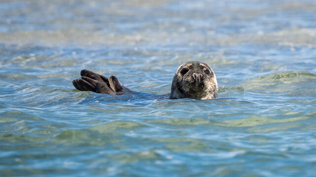 Seals in group swimming in the sea or resting on a beach in Denmark, Skagen, Grenen. Seal looking at camera