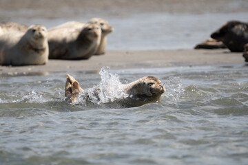 Seals in group swimming in the sea or resting on a beach in Denmark, Skagen, Grenen.