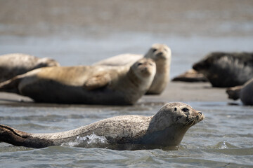 Fototapeta premium Seals in group swimming in the sea or resting on a beach in Denmark, Skagen, Grenen.