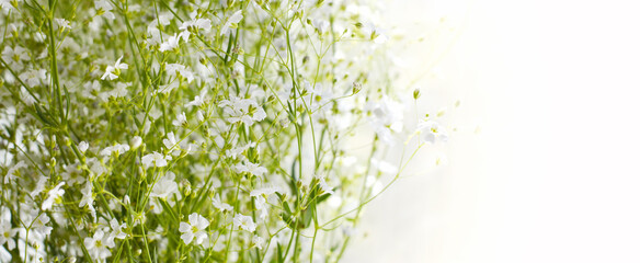 Soft focus blur White flower. Blur nature horizontal long background.