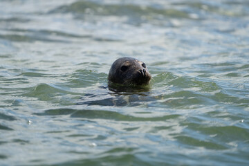 Fototapeta premium Seals in group swimming in the sea or resting on a beach in Denmark, Skagen, Grenen. Seal head in the water