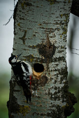 Great Spotted Woodpecker (Dendrocopos major) building a nest.