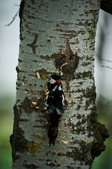 Great Spotted Woodpecker (Dendrocopos major) building a nest.