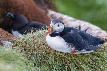 Atlantic puffins - Fratercula arctica -  on green vegetation and razorbill in background. Photo from Hornoya Island in Norway.
