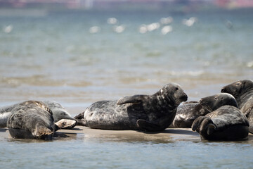 Naklejka premium Seals in group swimming in the sea or resting on a beach in Denmark, Skagen, Grenen.
