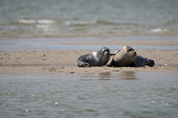 Fototapeta premium Seals in group swimming in the sea or resting on a beach in Denmark, Skagen, Grenen. Mother and daughter seal, mother and baby seal. 