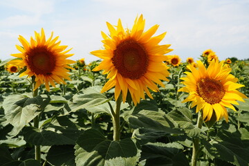 The Helianthus sunflower is a genus of plants in the Asteraceae family. Annual sunflower and...