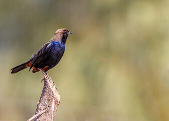 A Indian Robin on a tree