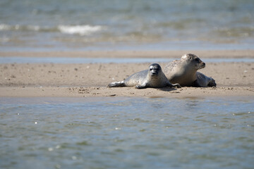 Fototapeta premium Seals in group swimming in the sea or resting on a beach in Denmark, Skagen, Grenen. Mother and daughter seal, mother and baby seal. 