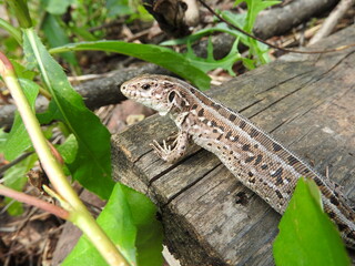 lizard on the tree