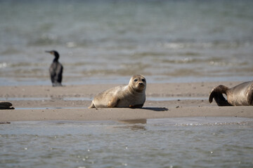 Fototapeta premium Seals in group swimming in the sea or resting on a beach in Denmark, Skagen, Grenen. Mother and daughter seal, mother and baby seal. 