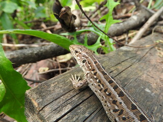 lizard on a log