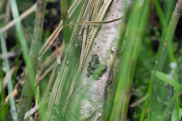 small frog on the grass and in some plants