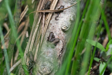 small frog on the grass and in some plants