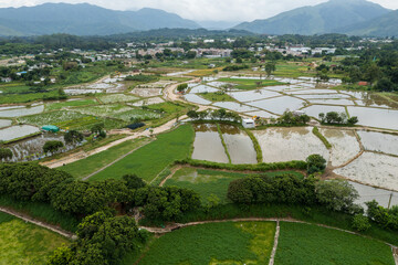 Top view of rice field in Hong Kong Sheung Shui