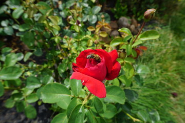 Pszczoła siedząca na róży