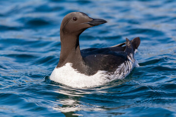Common murre or common guillemot - Uria aalge - swimming in blue water of Barents Sea.. Photo from Hornoya Island in Norway.
