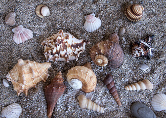 Auswahl verschiedener muscheln im sand