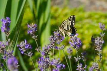 Old World Swallowtail or common yellow swallowtail (Papilio machaon) sitting on lavender in Zurich, Switzerland