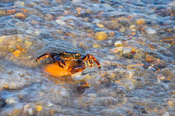 crab on the rock