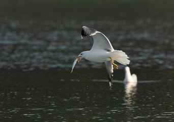 Lesser Black-backed Gull with a fish catch at Tubli bay, Bahrain