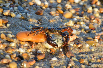 crab on the beach