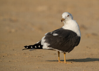 Closeup of a Lesser Black-backed Gull at Busaiteen coast, Bahrain