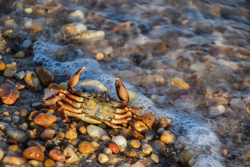 crab on the beach